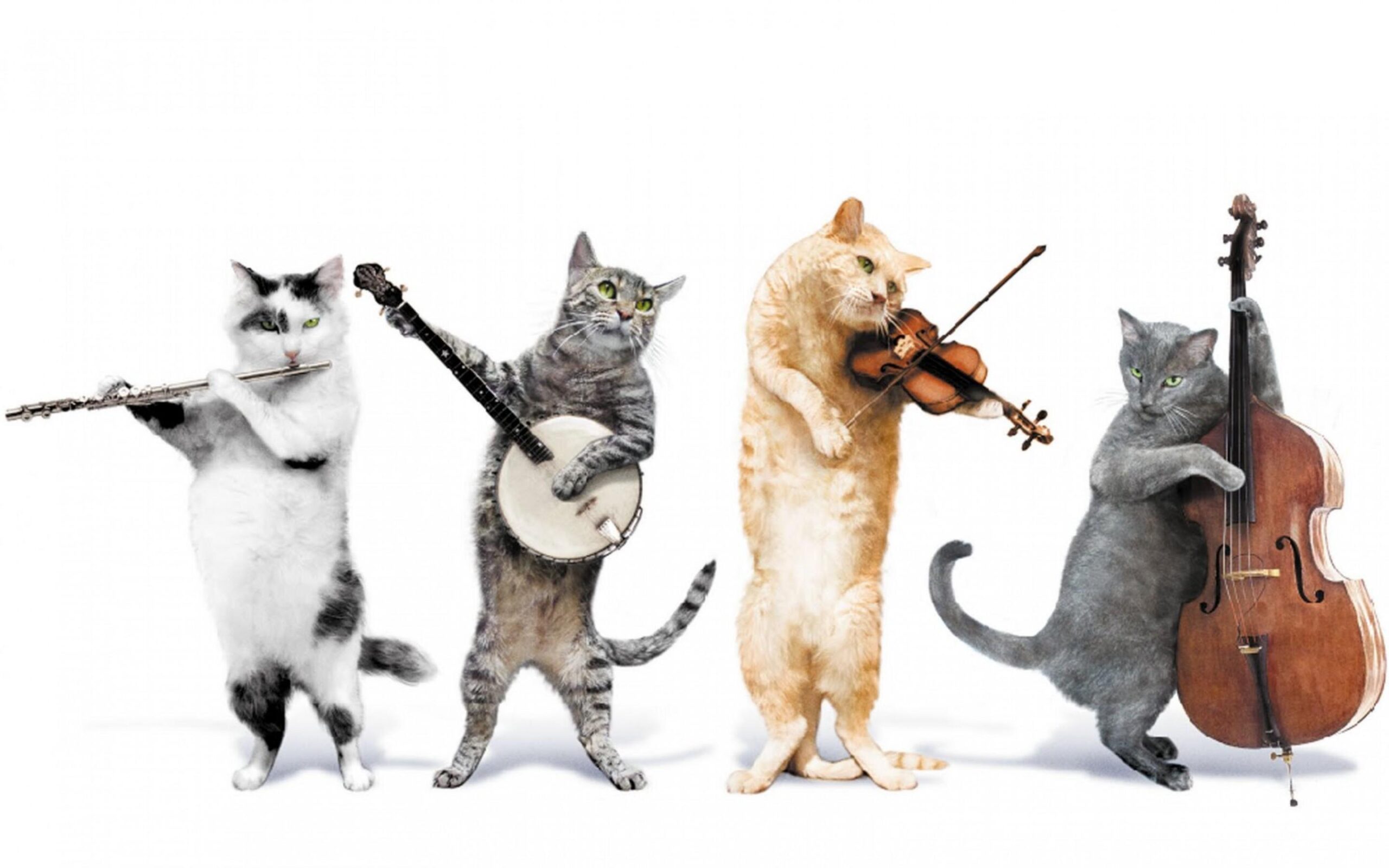 funny-cat-music-band-4891.jpg
