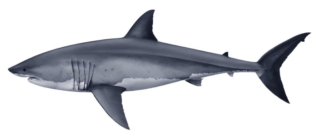 carcharodon-carcharias-3-ready_4_orig.png