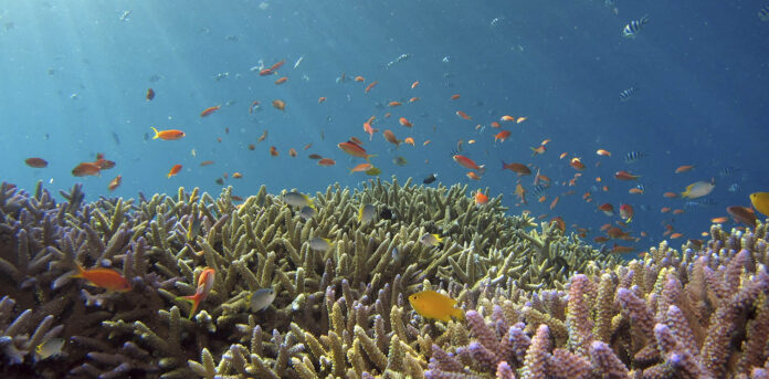 Θαλάσσια Κοράλια 
