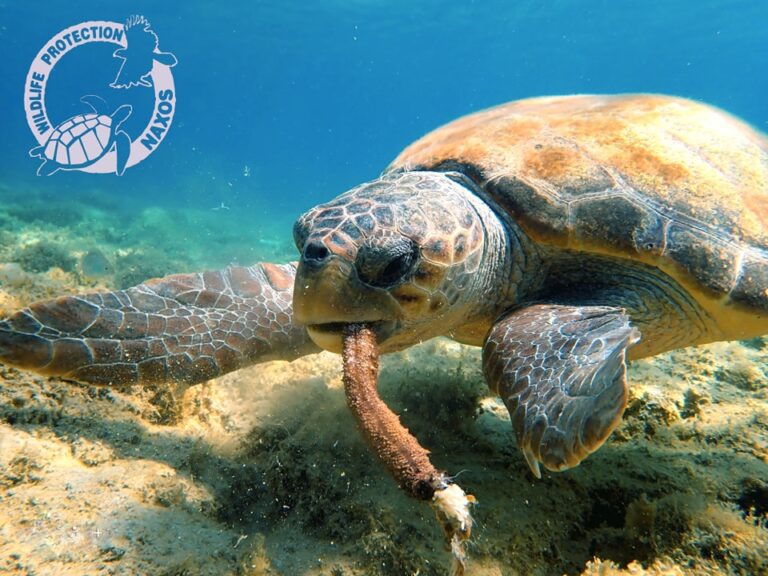 Naxos Island Wildlife Protection: Τα Ολοθούρια και η μάχη επιβίωσης